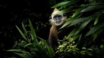 Журнал AAP представил лучшие фотоработы в области природной фотографии