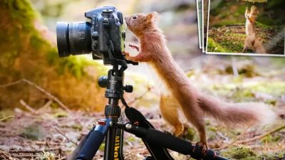 На забавных фото белки играют в гольф, готовят барбекю и ходят за покупками