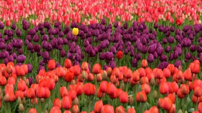 В Москве начали высадку тюльпанов на клумбы