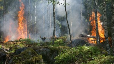 В России за сутки потушили 26 природных пожаров