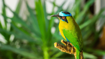 Наблюдение за птицами в Панаме — это праздник для глаз
