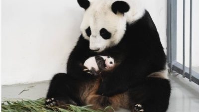 Малышка панда научилась лаять и пугать сотрудников зоопарка (видео)