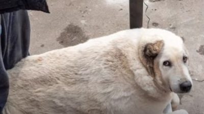 Волонтёры помогли 100-килограммовому псу снизить вес до 70 кг (видео)