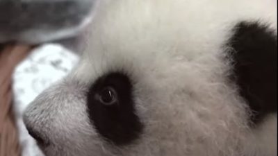 У маленькой панды в Московском зоопарке прорезались зубы (видео)