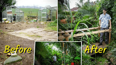 Житель Англии превратил участок за домом в невероятные «тропические джунгли»