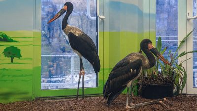 Самые большие аисты в мире поселились в Московском зоопарке (видео)