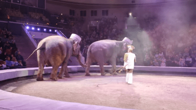 Российские цирки могут остаться без животных