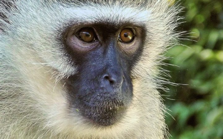 Обезьяна, напавшая на москвичей в подъезде дома, попала на видео (видео) (Фото: pxhere.com/СС0) | Epoch Times Россия