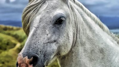 Мурманский суд обязал власти ухаживать за дикими лошадьми