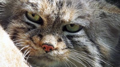 Манул Зеленогорск в Новосибирском зоопарке показал, как греет лапки на хвостике (видео)