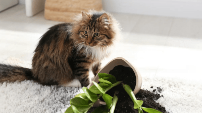 Защитите свои комнатные растения от кошек