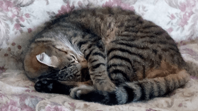 У домашних животных могут развиваться компульсивные расстройства