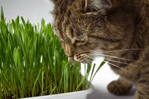 Защитите свои комнатные растения от кошек