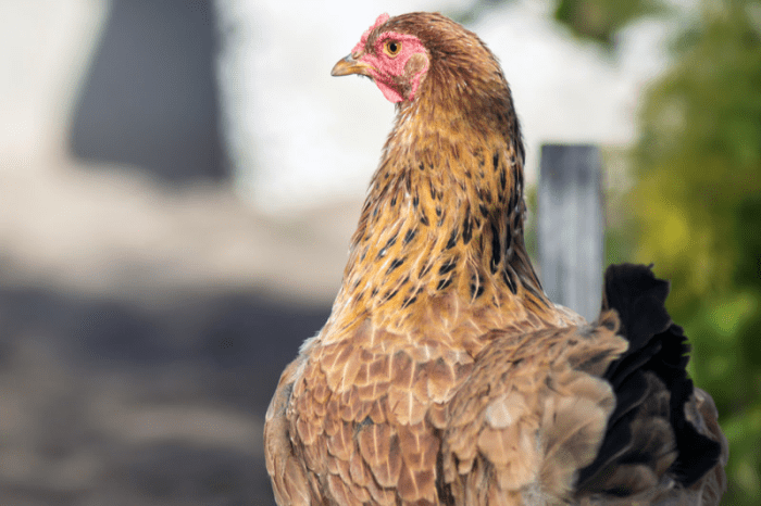 Благословение доброго сердца: купец прошёл путь от скромного существования до богатства