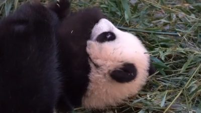 Московский зоопарк показал малышку-панду, сосущую лапку