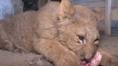 Изъятый на границе в Оренбуржье львёнок отправится в зоопарк Ульяновска (видео)