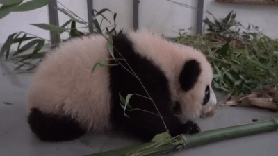 Детёныш панды в Московском зоопарке сделал первые шаги (видео)