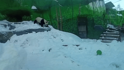 Московский зоопарк показал будни папы маленькой панды