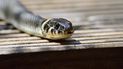 Змею поймали в подъезде жилого дома на юго-востоке столицы