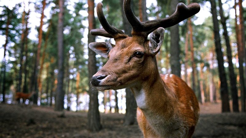 Стадо оленей в Якутии проехалось в автобусе (видео) (pixabay.com/ССО)