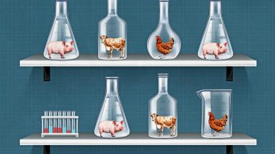 Выращиваемое в лаборатории мясо одобрено FDA и разрешено для употребления в США и Сингапуре