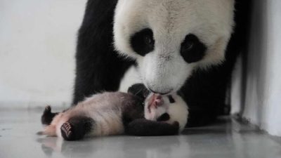 Москвичи голосовали за имя маленькой панды