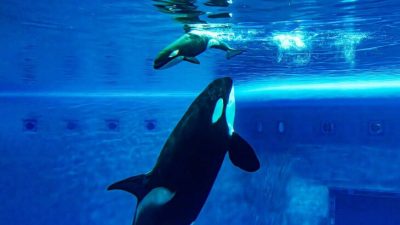 Впервые в России родился детёныш косатки