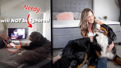 Семья приобрела зенненхунда для помощи престарелым, но пёс решил всё по-своему