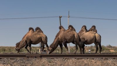 Дрессировщик цирка показал «мёрзнущих» на улице под Челябинском верблюдов (видео)