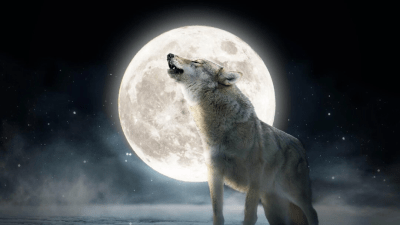 Скоро взойдёт «Полная волчья луна» — первое полнолуние 2024 года. Откуда такое название?