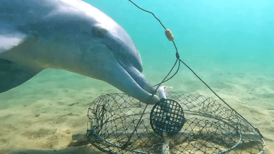 Как дельфины крадут наживку у рыбаков
