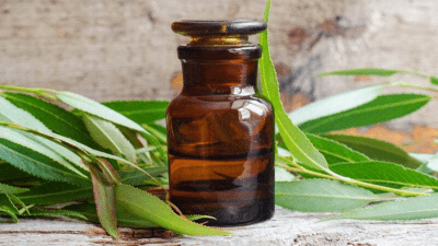 Экстракт коры ивы подавляет вирусы «короны»