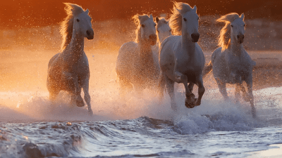 Великолепные фотографии древнего «морского коня», которого императоры использовали на поле боя