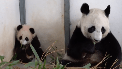 Московский зоопарк показал, как Катюша собирает бамбук (видео)