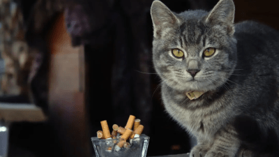 Влияние пассивного курения на кошек и собак