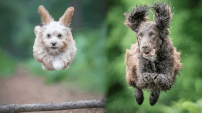 Когда собаки увлекаются спортом, фотографировать их сможет только спортсмен