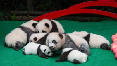 Дипломатические стратегии Китая «Панда» и «Воин-волк» терпят неудачи