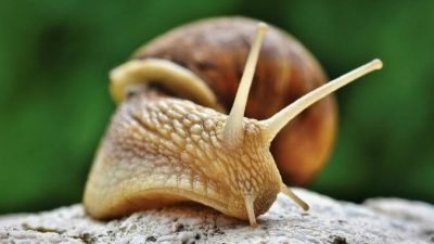 Улитки. Удивительные моллюски