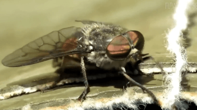 Муха. Назойливое насекомое