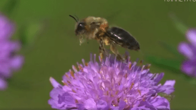 Пчела. Самое полезное насекомое