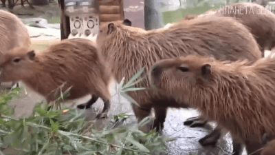 Капибара: cамая большая водосвинка