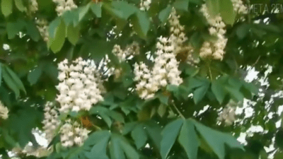 Каштан. Дерево-загадка