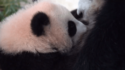 Московский зоопарк показал кормление пандочки Катюши (видео)