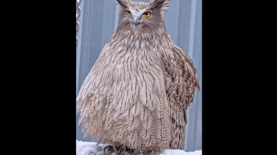 Московский зоопарк показал необычного рыбного филина (видео)