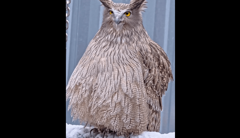 Московский зоопарк показал необычного рыбного филина (видео) Фото: (скриншот/Telegram-канал/Московский зоопарк) | Epoch Times Россия