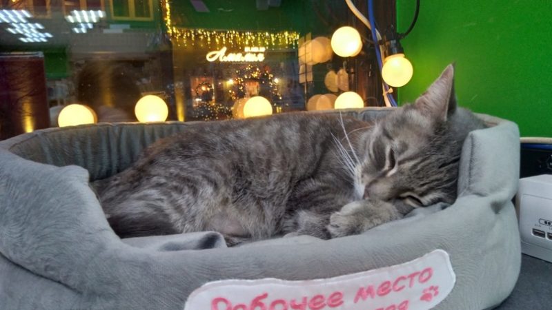 Фото: «Зеленоградск подслушано»/vk.com 
 | Epoch Times Россия