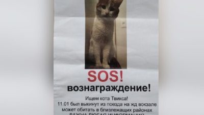 Полиция не будет наказывать проводницу, выбросившую пассажирского кота из вагона