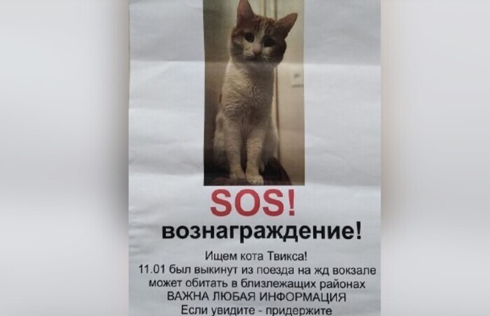 что будет с проводницей которая выбросила кота. что будет с проводницей которая выбросила кота. что будет с проводницей которая выбросила кота. поезда для детей. что будет с проводницей которая выбросила кота.