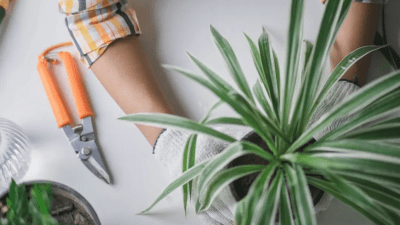 Как улучшить здоровье и красоту комнатных растений