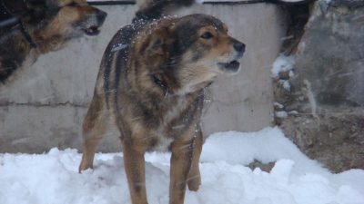 В Омске расследуют нападение стаи бродячих собак на мальчика (видео)